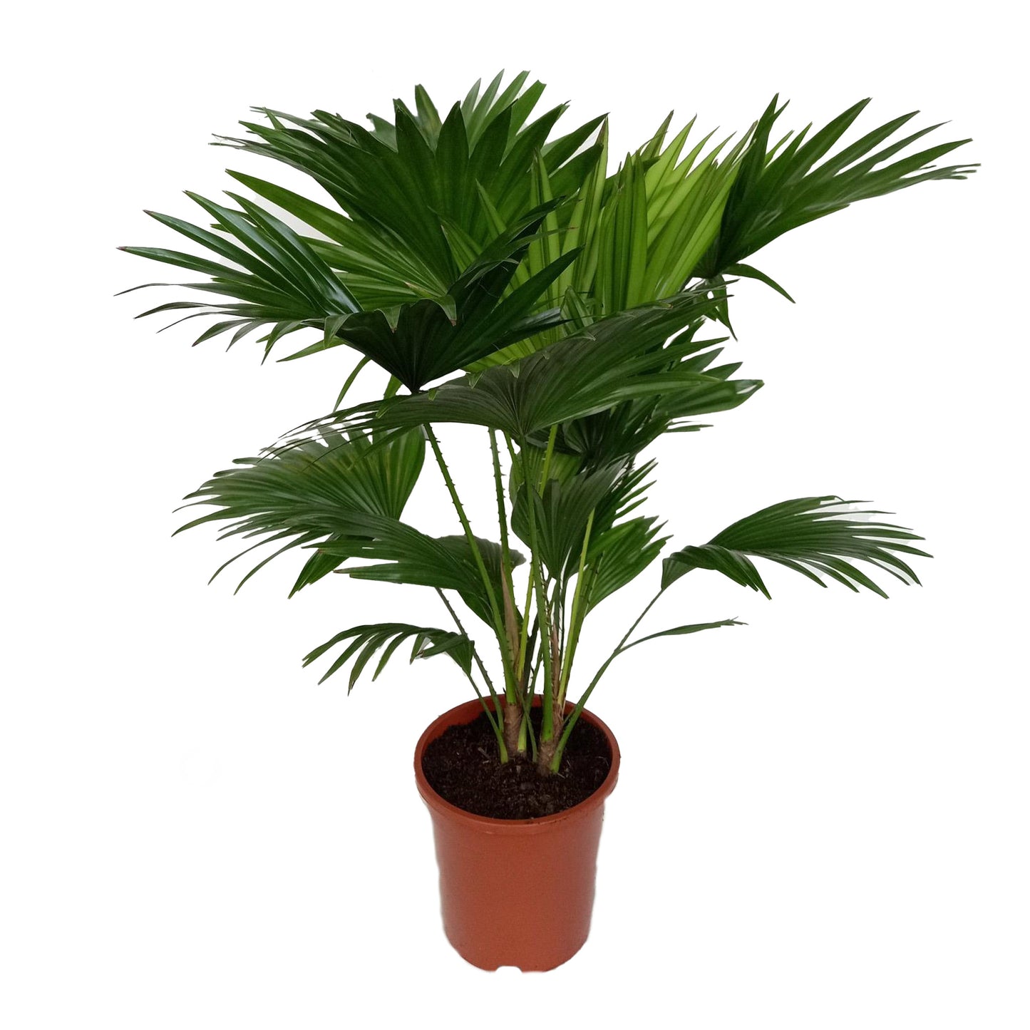 Livistona Rotundifolia | Fächerpalme | 70 cm