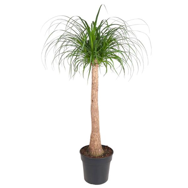 Beaucarnea | Elefantenfuß | 130 cm