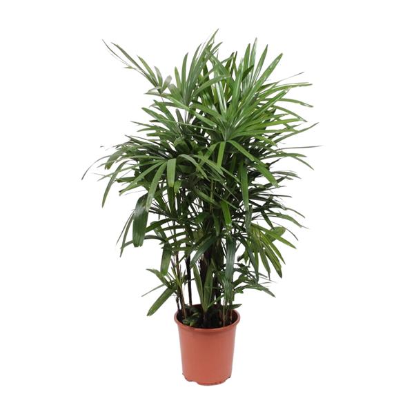 Rhapis Excelsa | Steckenpalme | 120cm