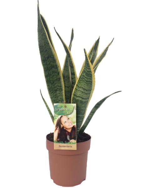 Sansevieria Laurentii | Bogenhanf | 50 cm