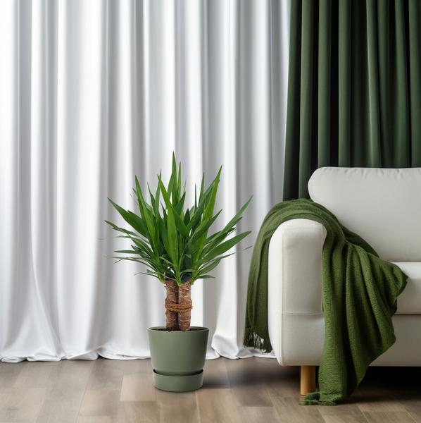 Yucca "Tres Cañas" | Riesen-Palmlilie | 70 cm