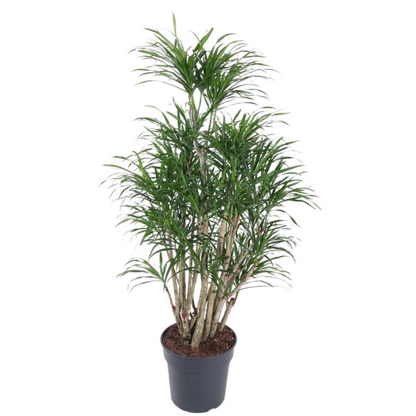 Dracaena Anita | Drachenbaum Anita | 160 cm