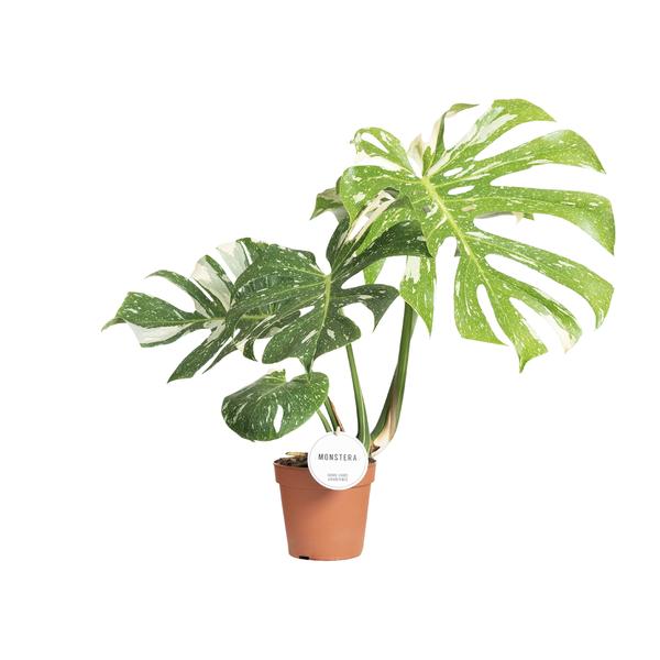 Monstera Thai Constellation | Fensterblatt | 40 cm