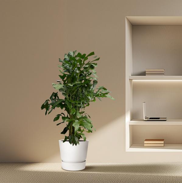 Caryota Mitis | Fischschwanzpalme | 170 cm