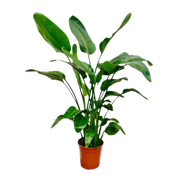 Strelitzia Nicolai | Baum-Strelitzie | 150 cm