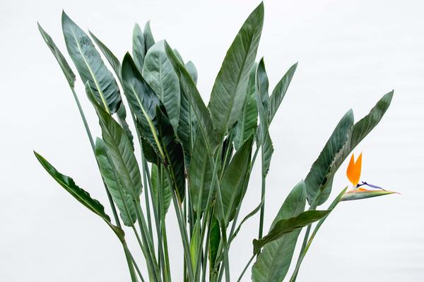 Strelitzia Reginae | Orange Paradiesvogelpflanze | 160 cm