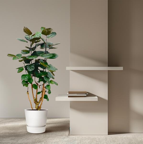 Polyscias Fabian | 130 cm