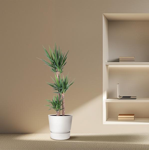 Yucca Elephantipe | Elefantenpalme | 170 cm