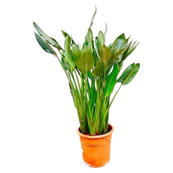 Strelitzia Reginae | Orange Paradiesvogelpflanze | 160 cm
