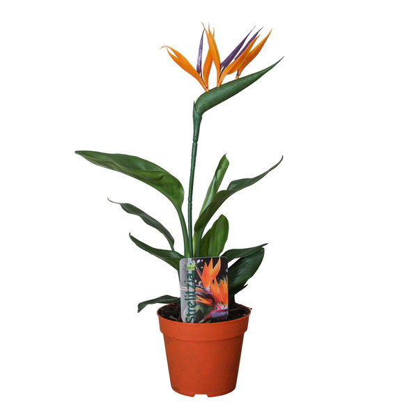 Strelitzia Reginae | Paradiesvogelblume | 35 cm