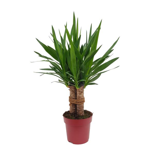 Yucca "Tres Cañas" | Riesen-Palmlilie | 70 cm
