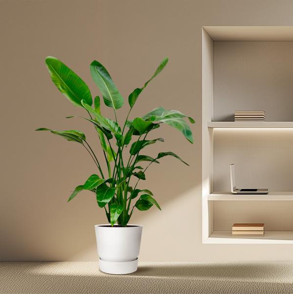 Strelitzia Nicolai | Baum-Strelitzie | 150 cm