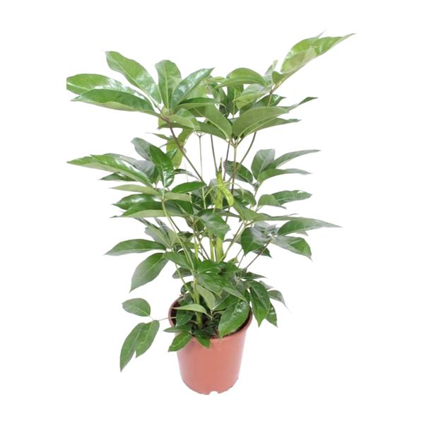 Schefflera Actinophylla Amate | Strahlenaralie | 100 cm