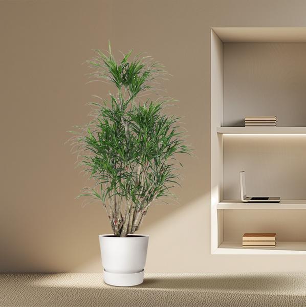 Dracaena Anita | Drachenbaum Anita | 160 cm