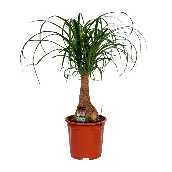 Beaucarnea Nolina | Elefantenfuß | 60 cm