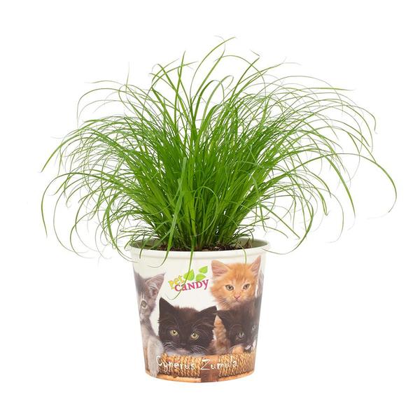 Cyperus Zumula | Katzen-Zyperngras | 23 cm