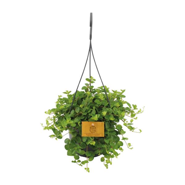 Peperomia Rotundifolia | Zwergpfeffer | 25 cm