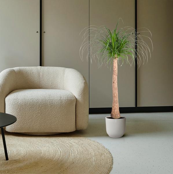 Beaucarnea | Elefantenfuß | 130 cm