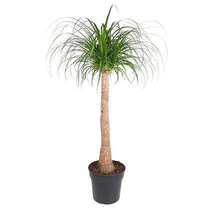 Beaucarnea | Elefantenfuß | 130 cm