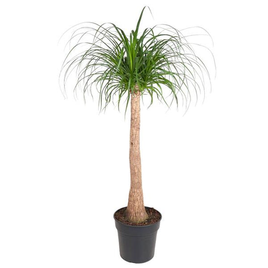 Beaucarnea | Elefantenfuß | 130 cm