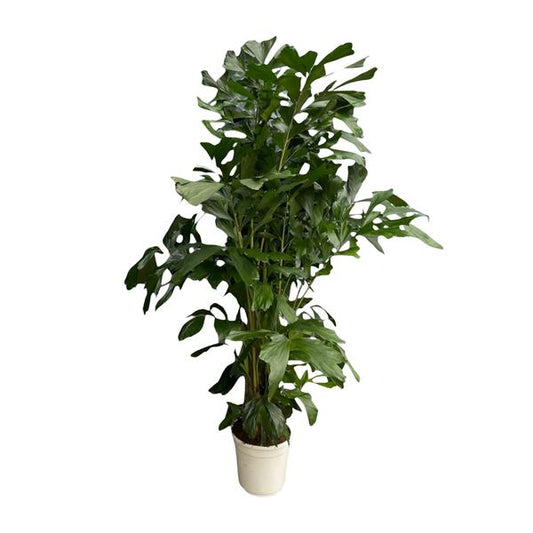Caryota Mitis | Fischschwanzpalme | 170 cm