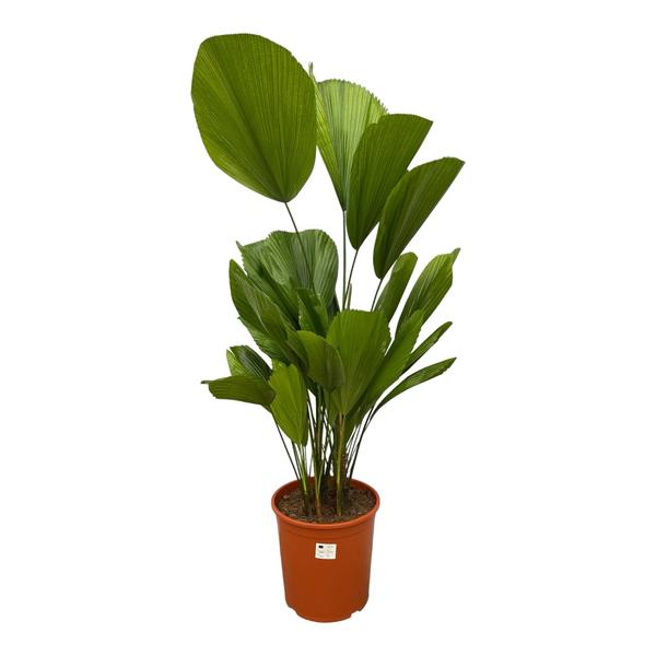 Licuala Grandis | Großblättrige Fächerpalme | 140 cm