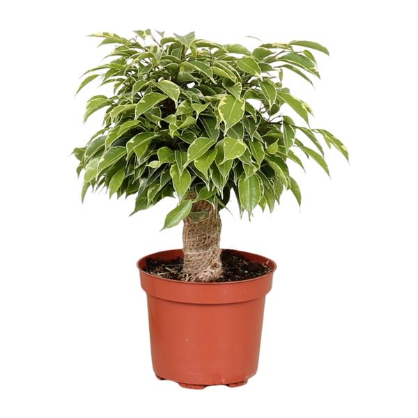 Ficus Benjamina Kinky | Kleiner Benjamin | 28 cm