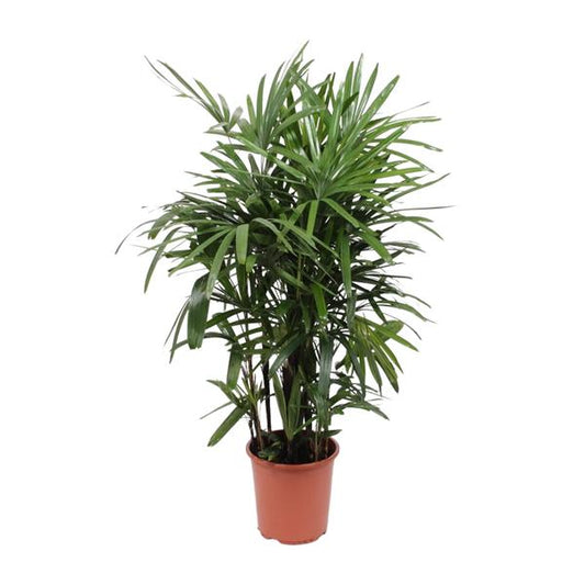 Rhapis Excelsa | Steckenpalme | 120cm