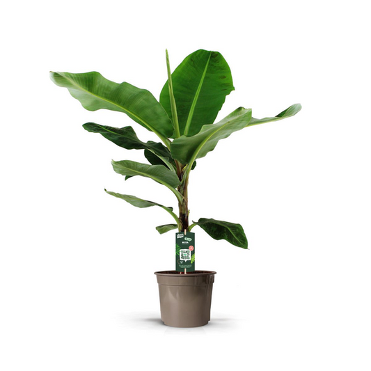 Bananenpflanze | Musa | 140 cm