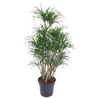 Dracaena Anita | Drachenbaum Anita | 160 cm