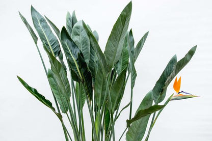 Strelitzia Reginae | Orange Paradiesvogelpflanze | 160 cm