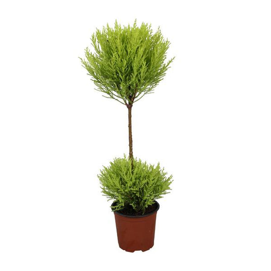 Cupressus Goldcrest Wilma | Zitruszypresse | 60 cm