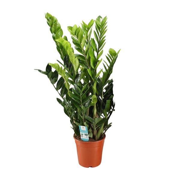 Zamioculcas Zamiifolia | Glücksfeder | 95 cm