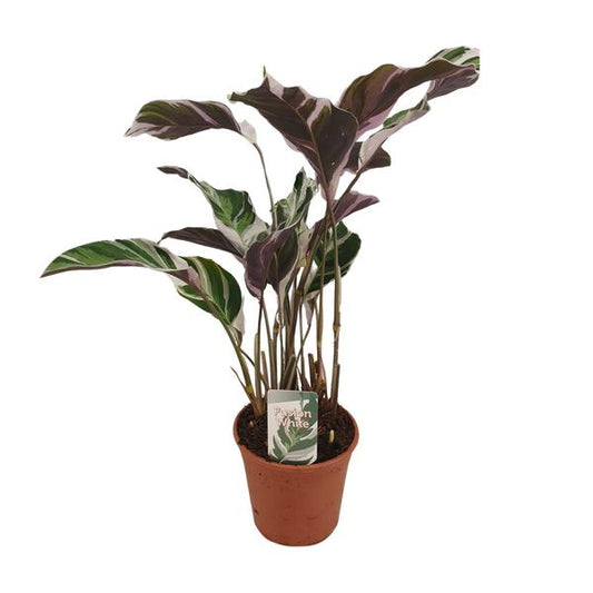 Calathea Fusion White Basic | Korbmarante Fusion White | 40 cm