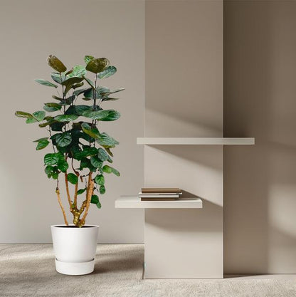 Polyscias Fabian | 130 cm