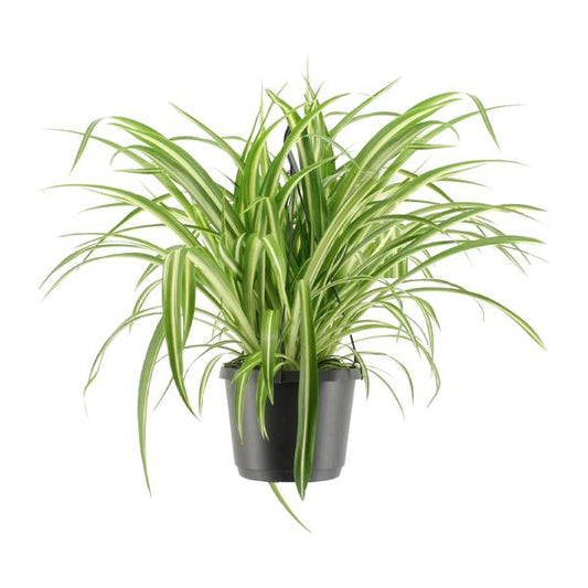Chlorophytum Comosum Variegatum | Grünlilie | 30 cm