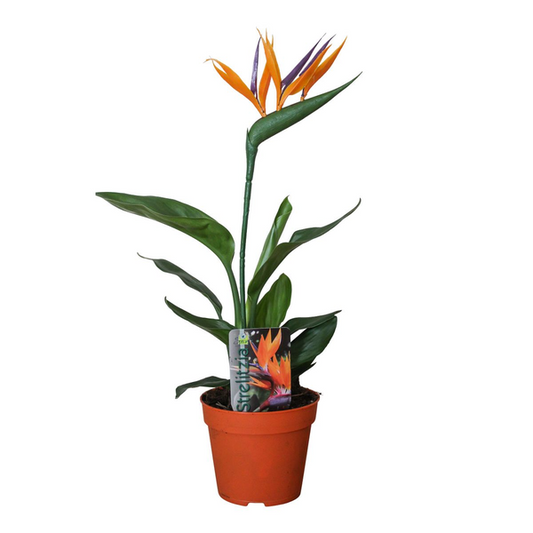 Strelitzia Reginae | Paradiesvogelblume | 35 cm