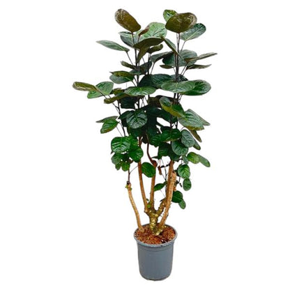 Polyscias Fabian | 130 cm