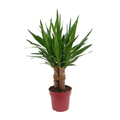 Yucca "Tres Cañas" | Riesen-Palmlilie | 70 cm