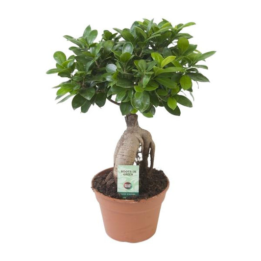 Ficus Ginseng | Bonsai Feigenbaum | 40 cm
