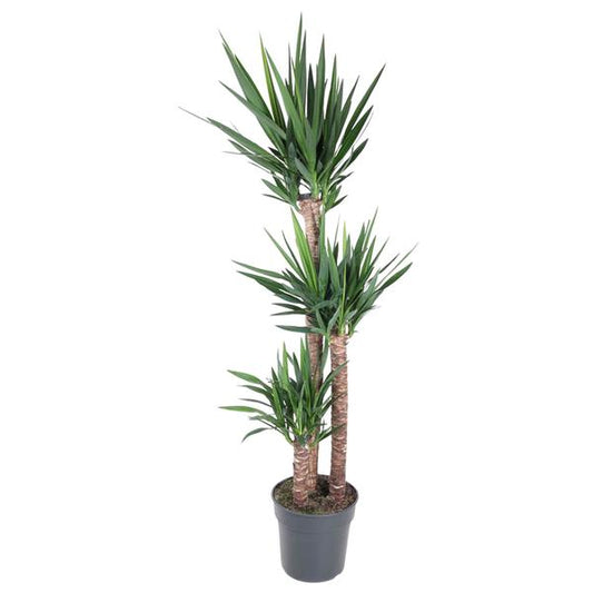 Yucca Elephantipe | Elefantenpalme | 170 cm