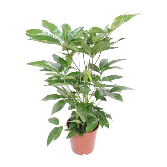Schefflera Actinophylla Amate | Strahlenaralie | 100 cm