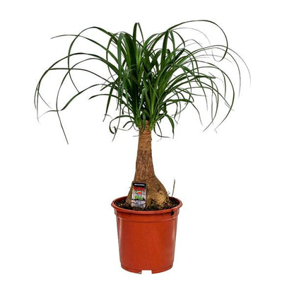 Beaucarnea Nolina | Elefantenfuß | 60 cm