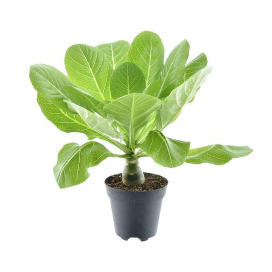 Brighamia Insignis | Hawaii-Palme | 37 cm