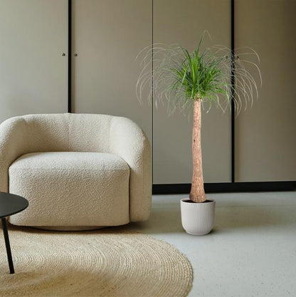 Beaucarnea | Elefantenfuß | 130 cm