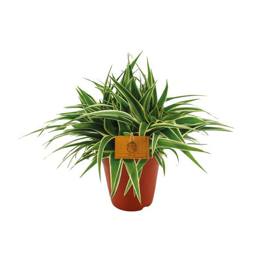 Chlorophytum Ocean | Grünlilie Ocean | 25 cm